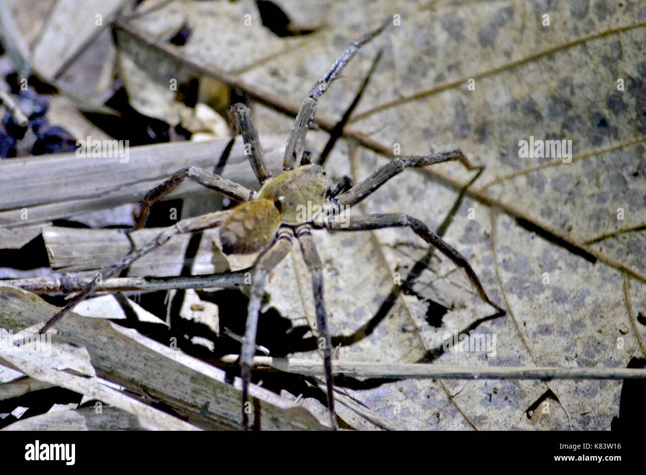 A large spider in the rainforest of the Tambopata National Reserve, Peru Stock Photo