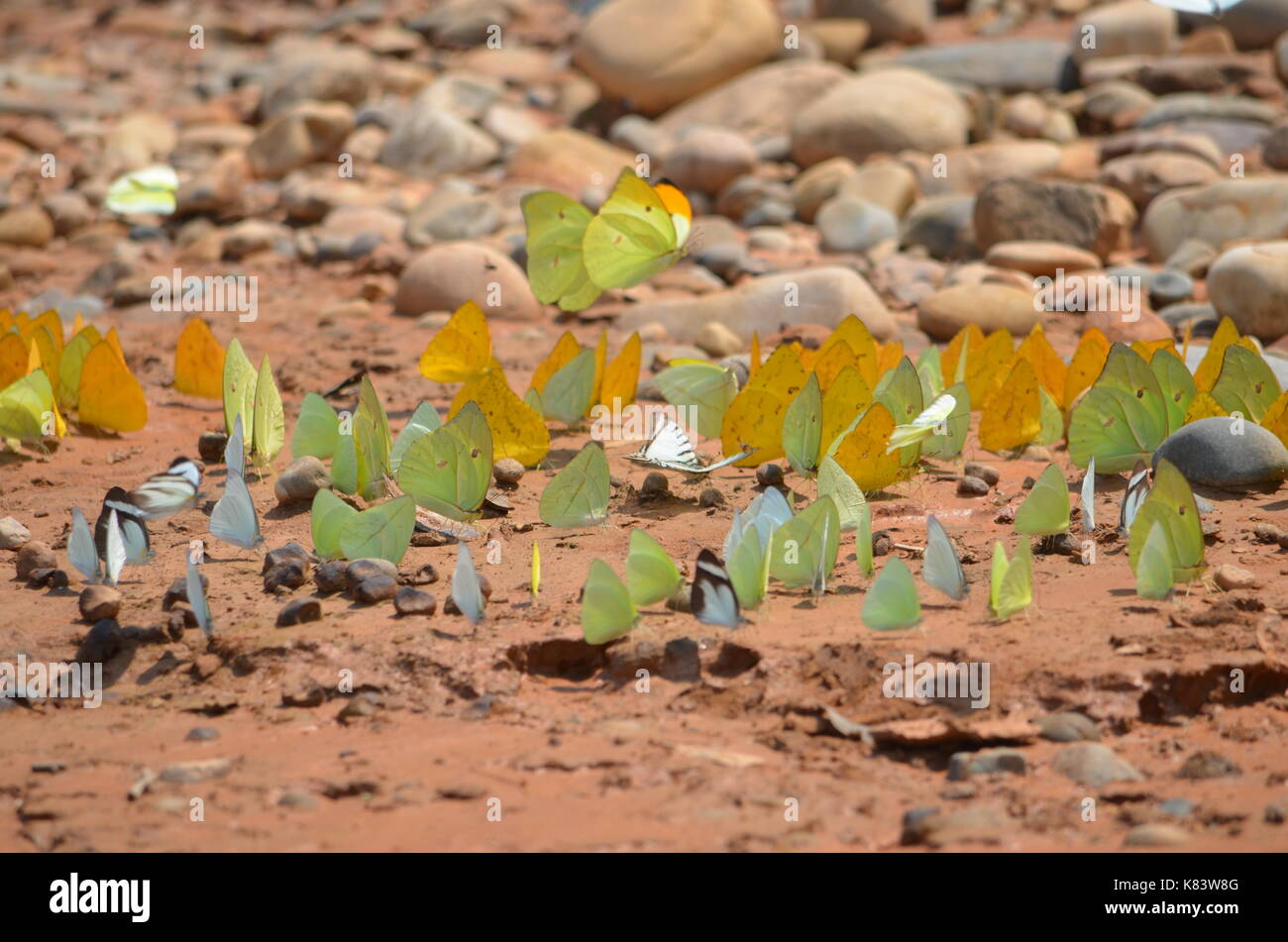 Butterflies in the amazon rainforest tambopata national reserve peru