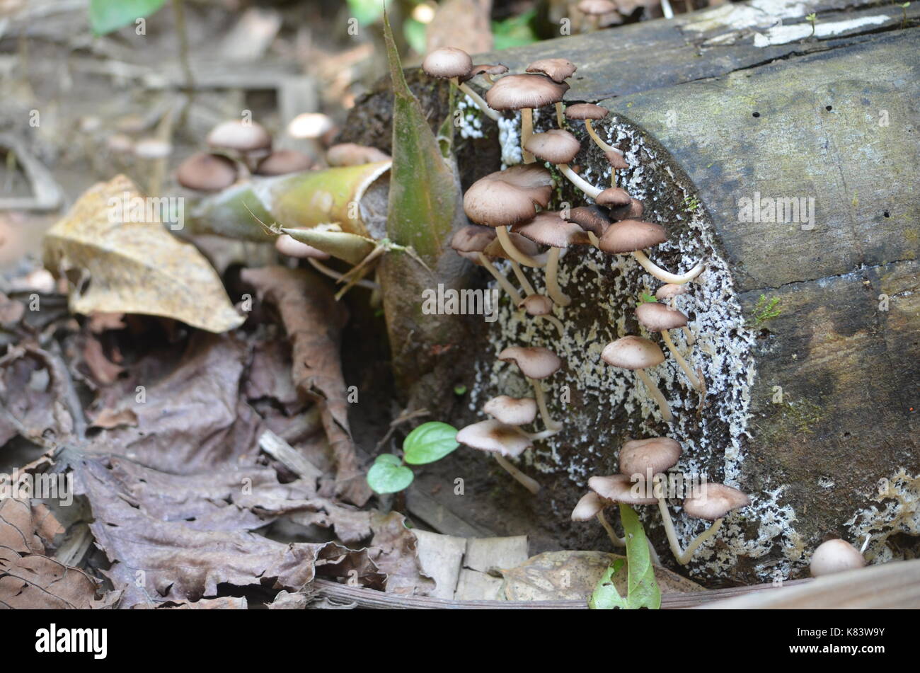 Mushrooms / Fungos growing on a decaying branch on the floor of the