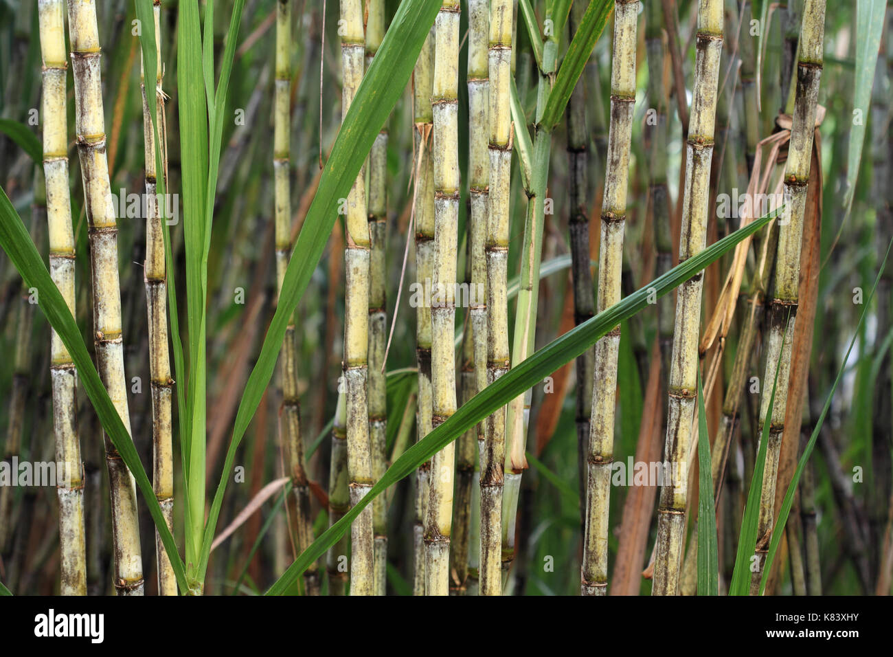 Closeup of sugar cane plant, saccharum officinarum, used for sugar production and ethanol Stock Photo