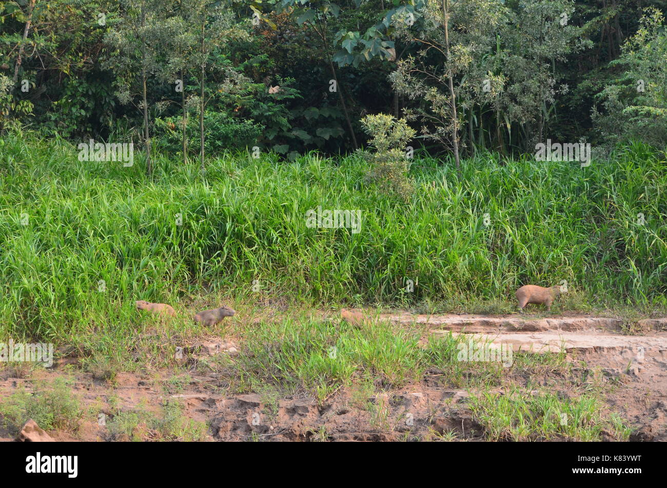Capybara grazing on the banks for the Tambopata River. Madre de Dios, Peru Stock Photo