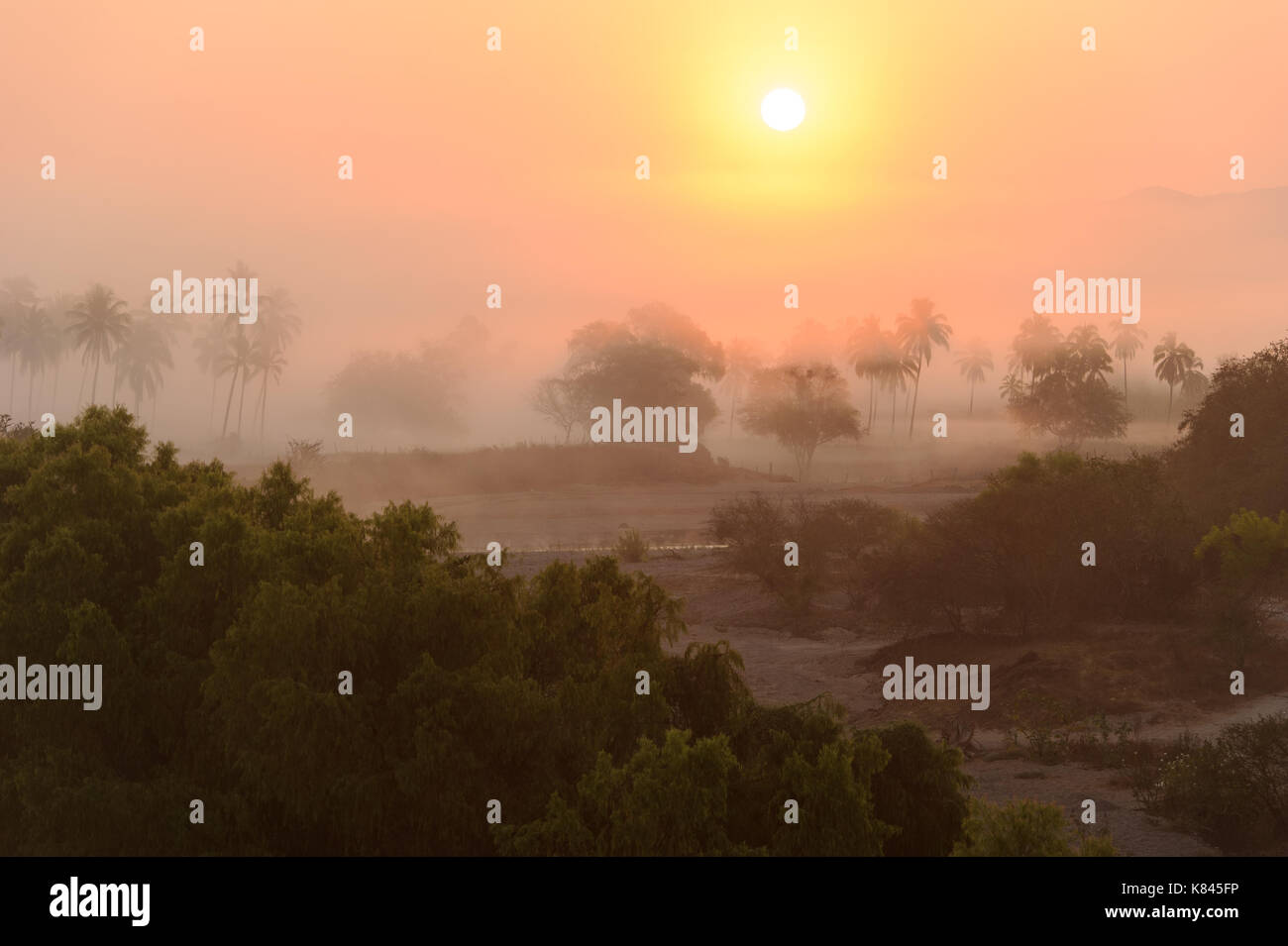 Sunrise over palm trees hi-res stock photography and images - Alamy