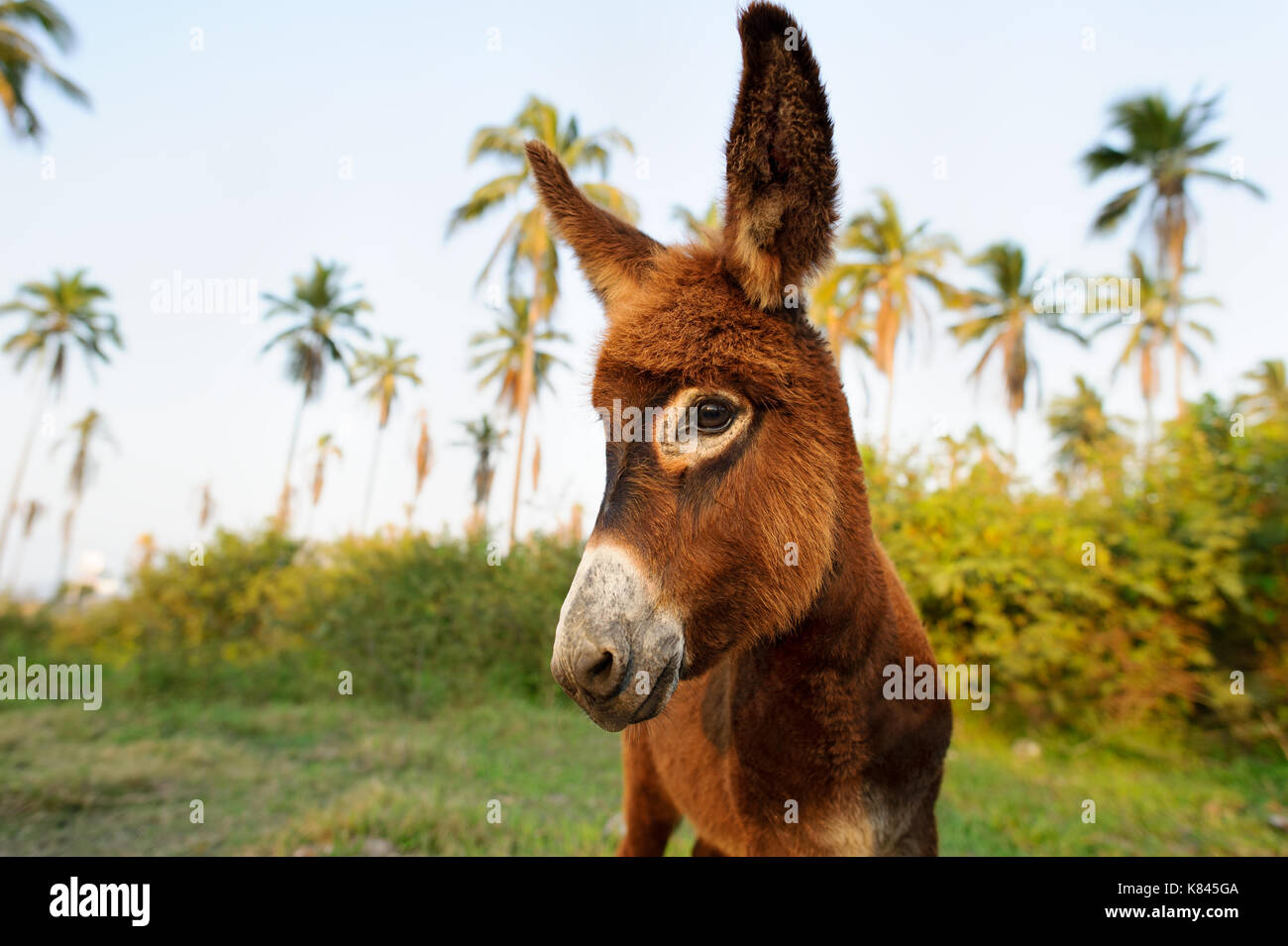 Donkey baby is a cute curious shy baby donkey with great big adorable floppy ears looking right at you. Stock Photo