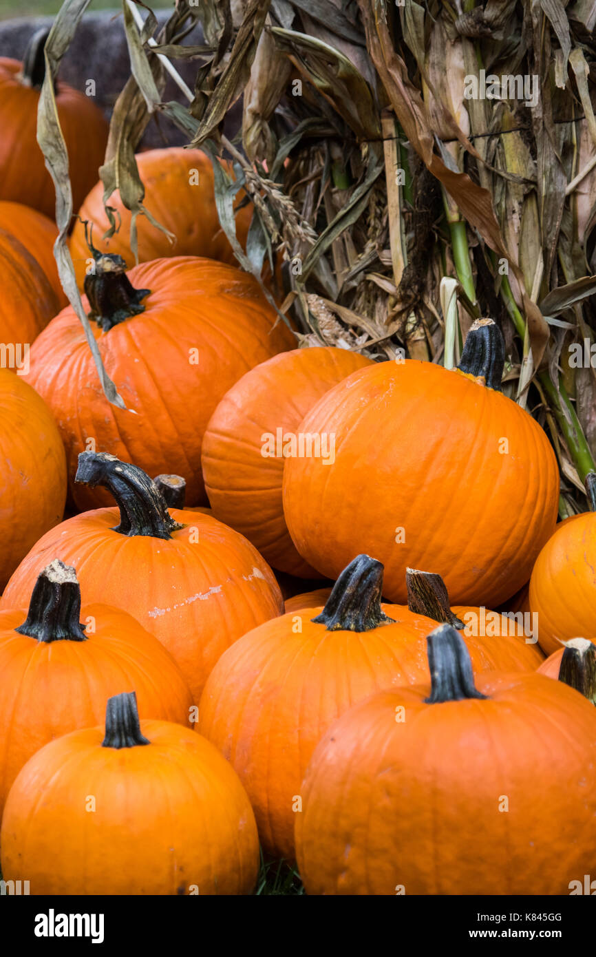 Stack of large fresh Pumpkins at a pumpkin patch Stock Photo