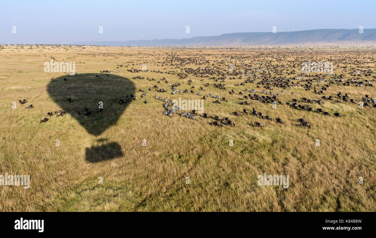 Large herd of Wildebeest and Zebra seen from a hot air ballon over the plain of the masai mara preserve, Kenya Stock Photo