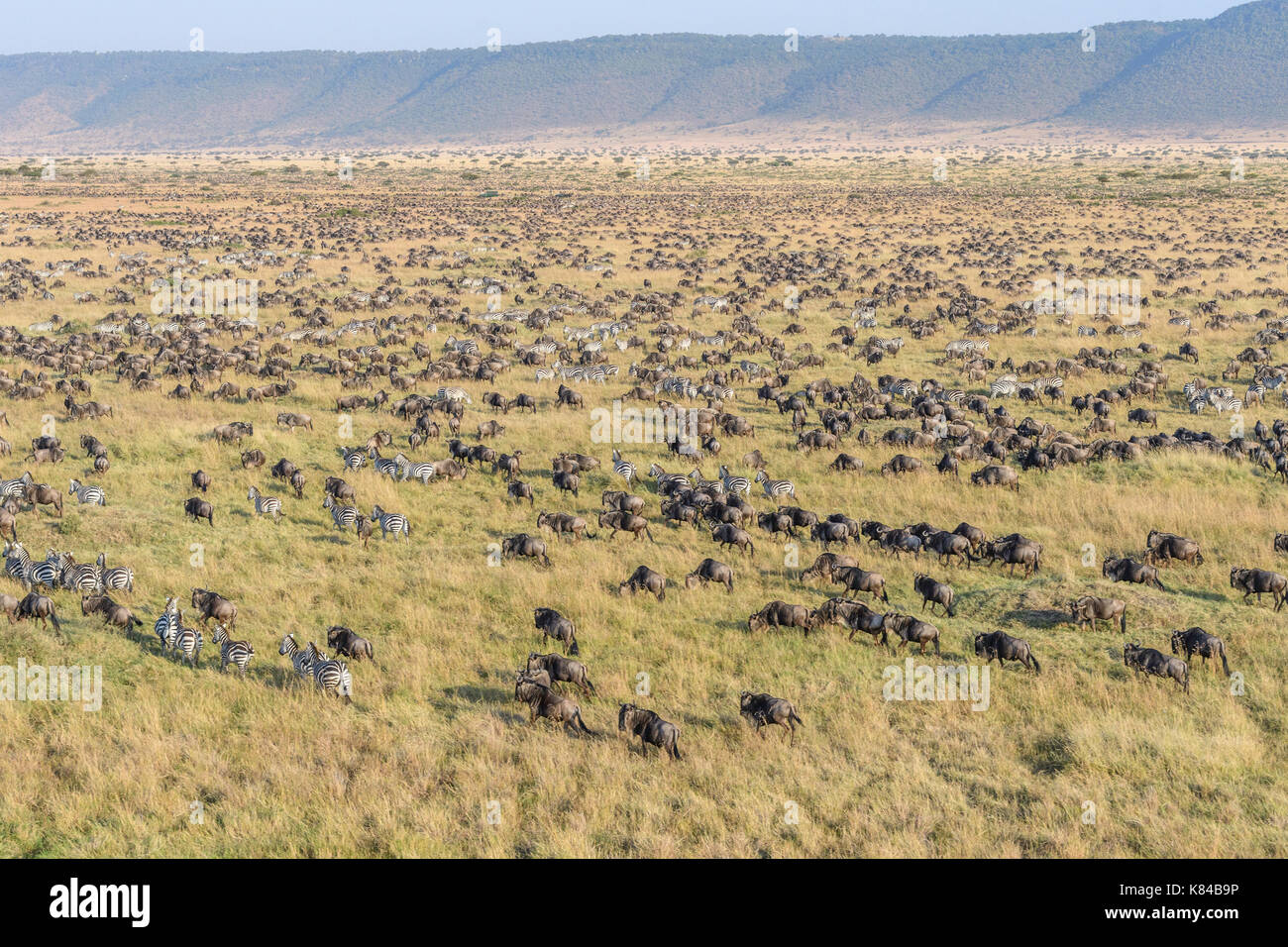 Large herd of Wildebeest and Zebra seen from a hot air ballon over the plain of the masai mara preserve, Kenya Stock Photo