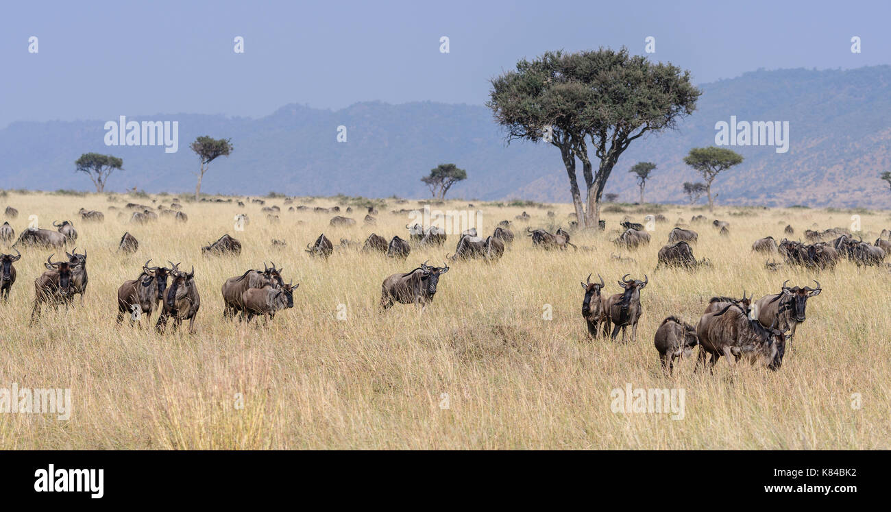 on the plain of the Masai Mara, Kenya Stock Photo