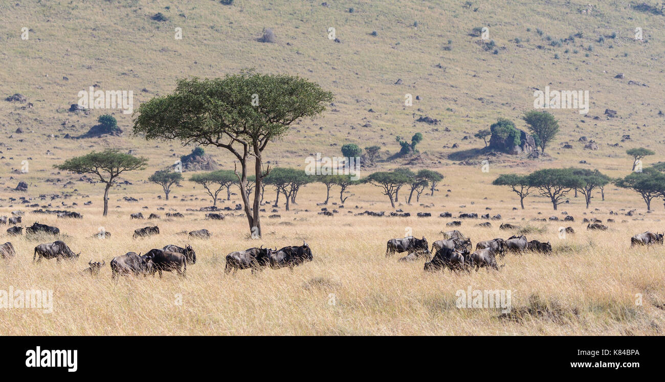 Wildebeest on the plain of the Masai Mara, Kenya Stock Photo