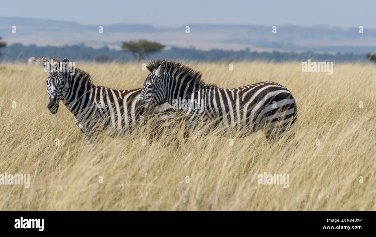 Zebra, Masai MAra, Kenya Stock Photo