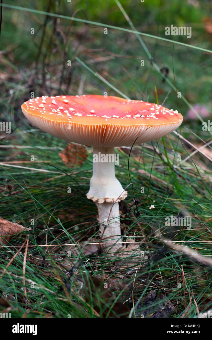 toxic red fly agaric mushroom or toadstool in forest Stock Photo