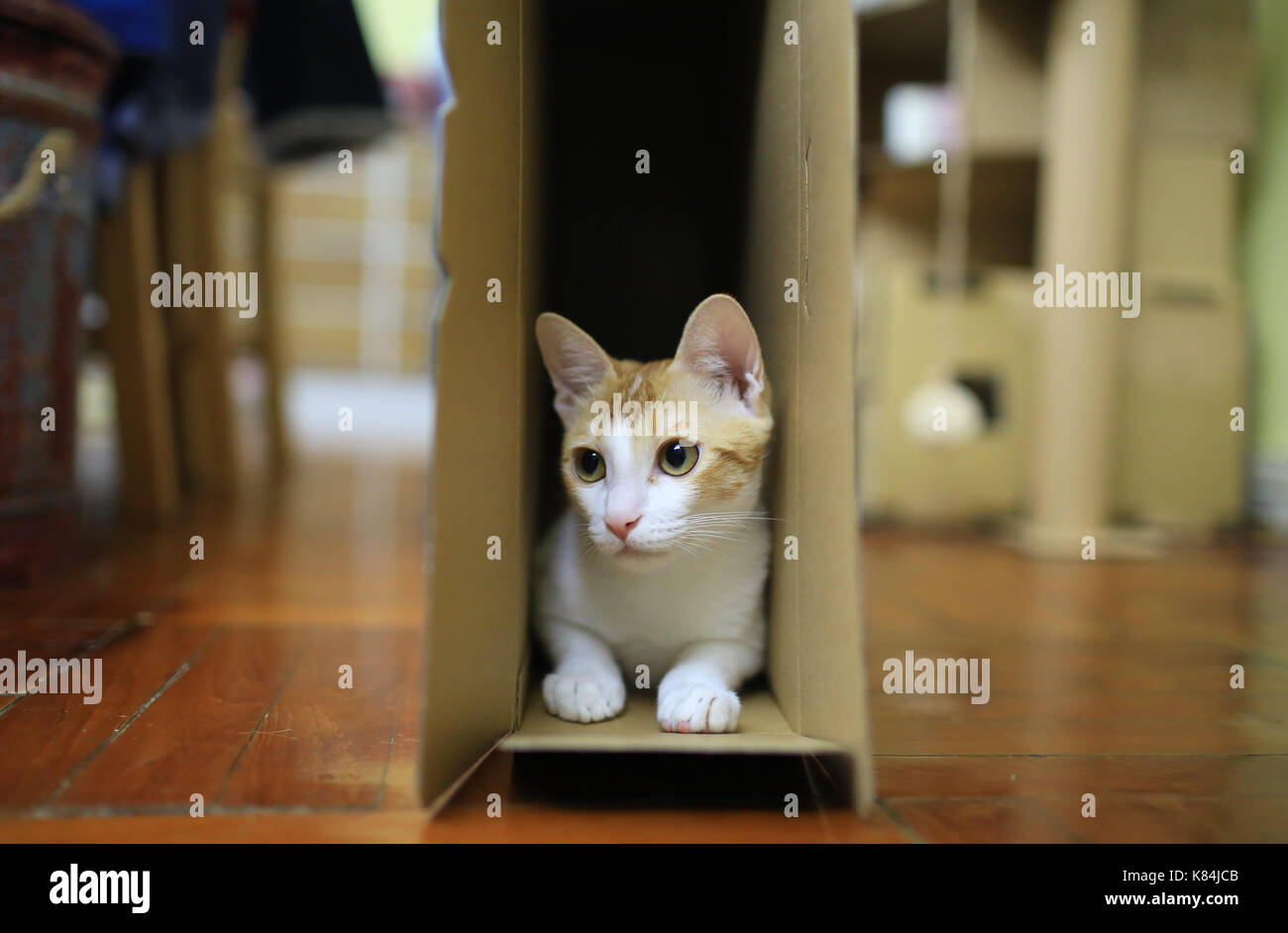 cat hide and seek Stock Photo Alamy