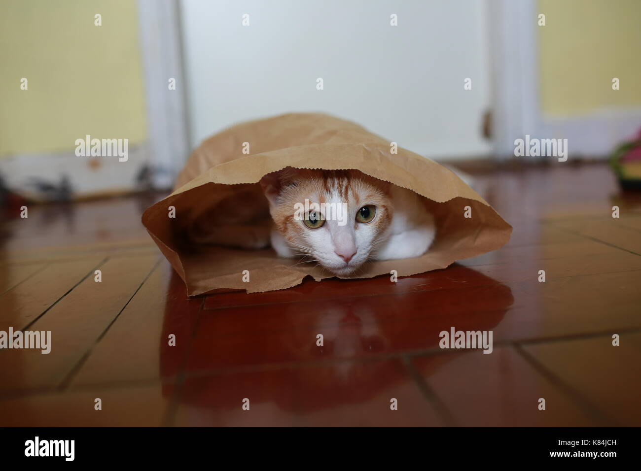 Cat Hide And Seek Stock Photo Alamy