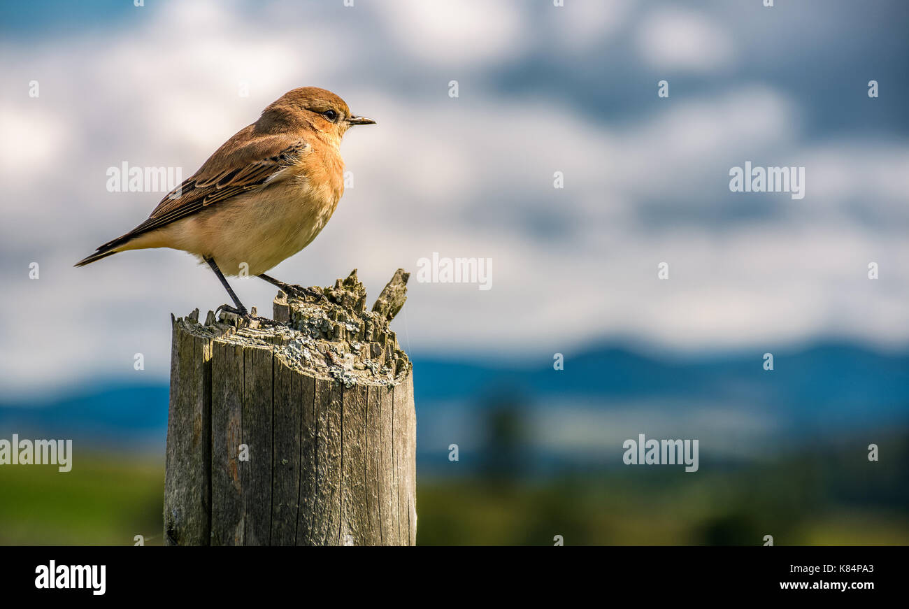 curious sparrow sit on on a wooden fence looks in to mountains blurred far in a distance. cute little bird in natural environment Stock Photo