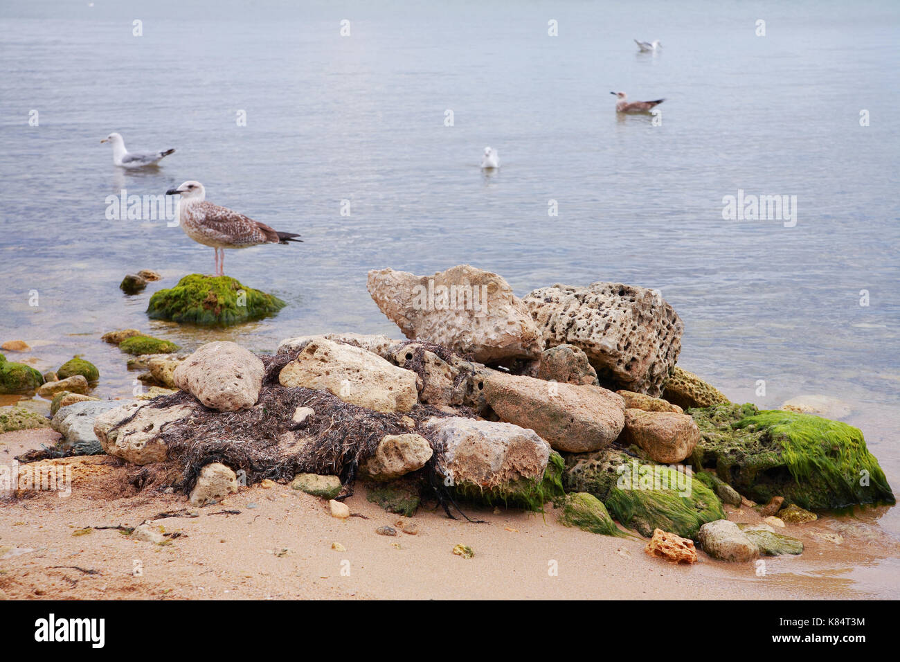 Gulls and a pile of stones on the seashore Stock Photo