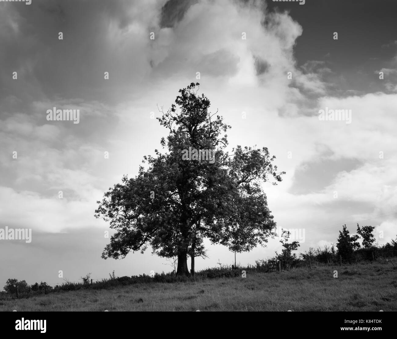 Single tree against a stormy sky background in monochrome Stock Photo