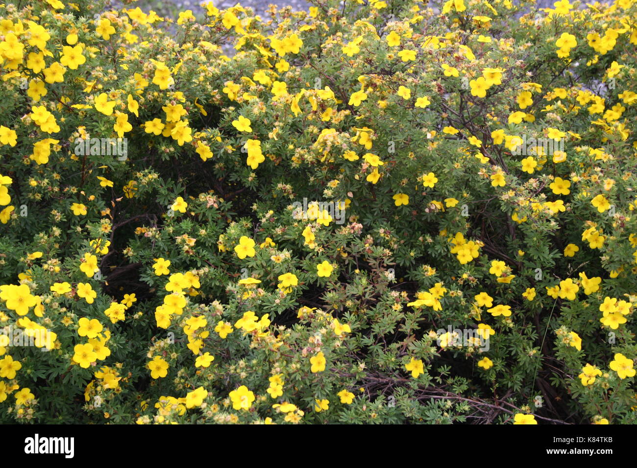 The bush cinquefoil (dasiphora fruticosa) - the rose of the north. A lovely shrub with a million names and a million variants Stock Photo
