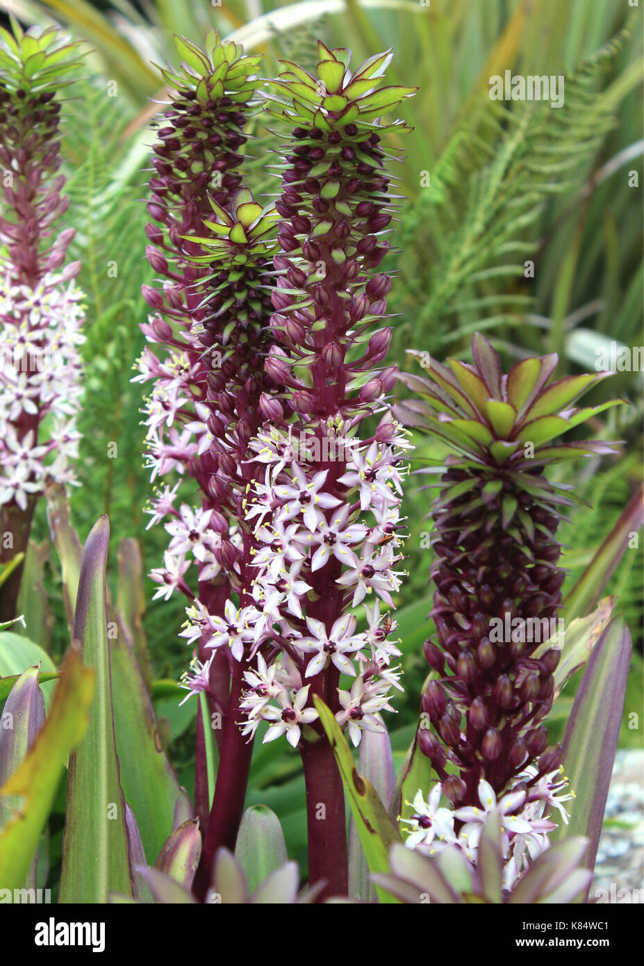 The unusual pink flower spikes of the South African plant Eucomis comosa, also known as the Pineapple Flower or Pineapple Lily. Stock Photo