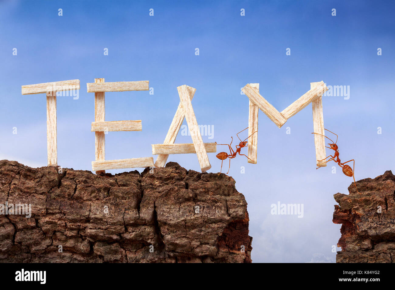 Ants carry word team across wooden cliff with sky background, teamwork concept Stock Photo