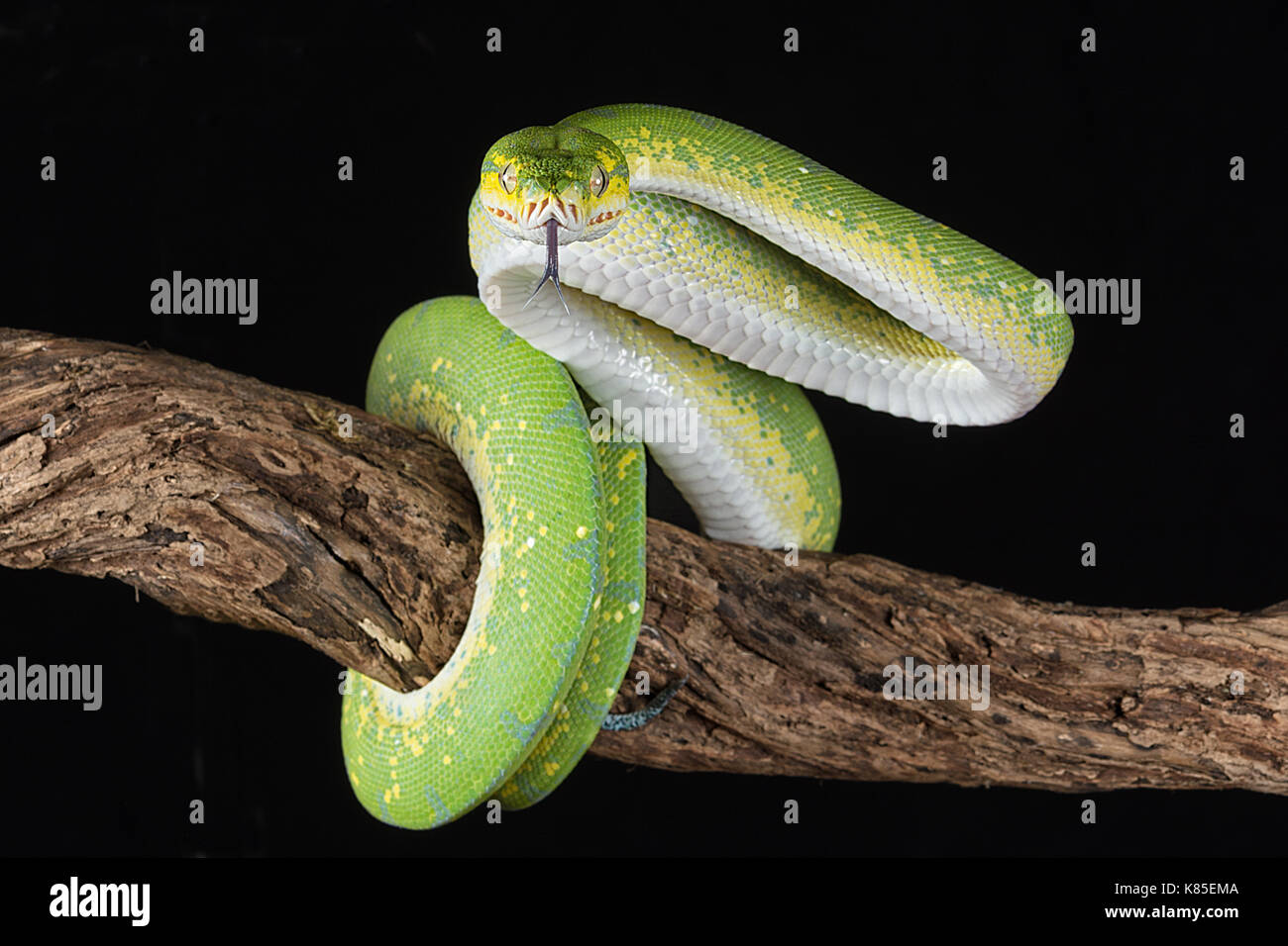 a green tree python wrapped around a branch with its tongue out about to strike against a black background Stock Photo