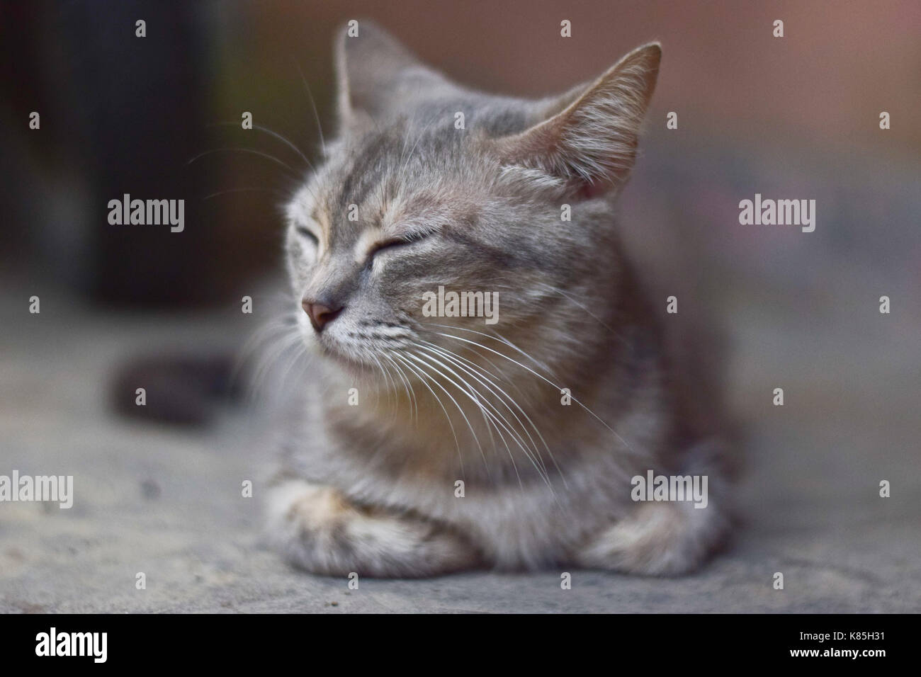 The cat is resting in my yard Stock Photo Alamy