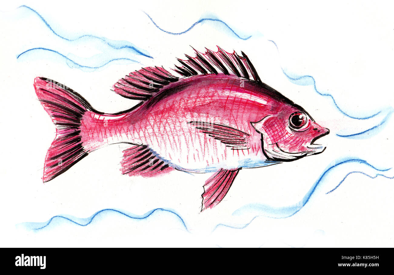 Red fish. Ink and watercolor illustration Stock Photo - Alamy