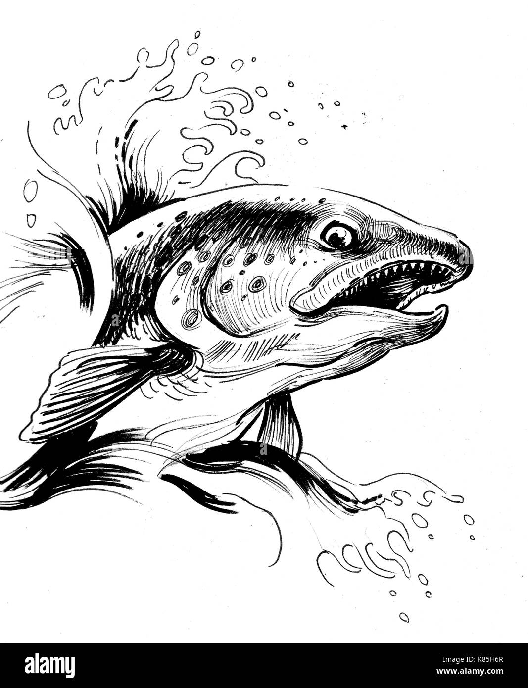 Jumping salmon fish. Ink black and white drawing Stock Photo