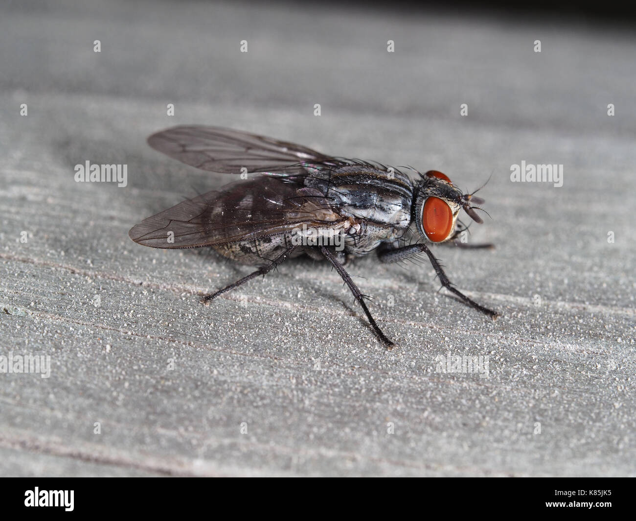 Macro shot of a fly (Diptera) near a trail in Kirkland, WA, USA Stock Photo