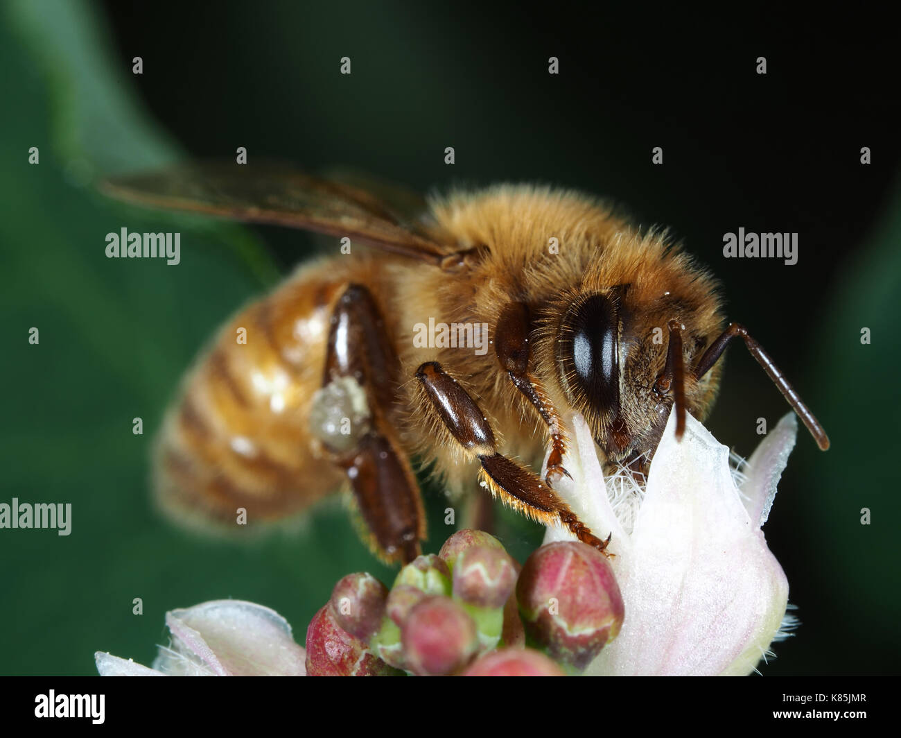 Honey bee (Apis mellifera) gathering pollen on a white flower in Kirkland, WA, USA Stock Photo