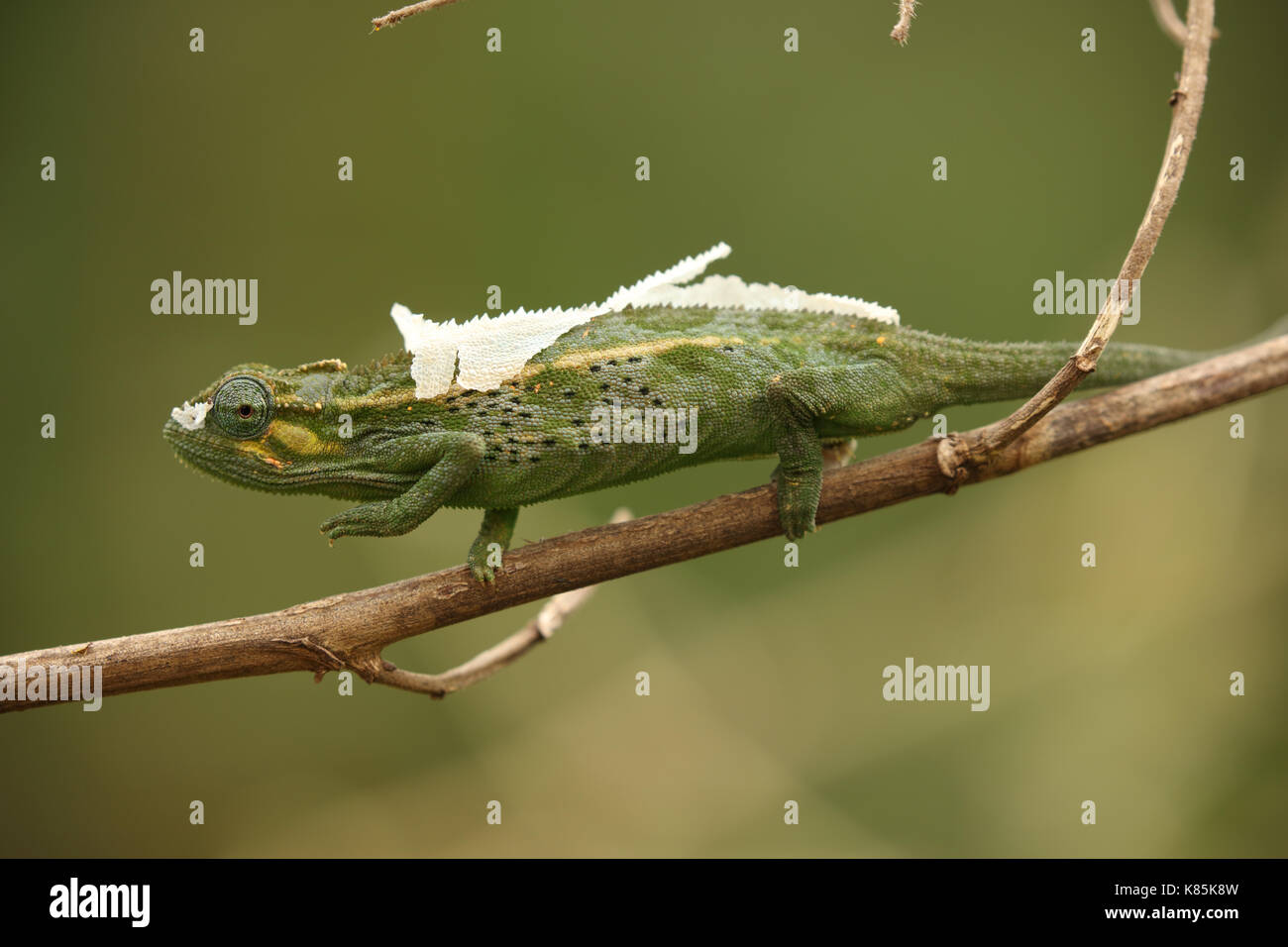 A closer look at Reptile Skin Shedding Tropical Habitat