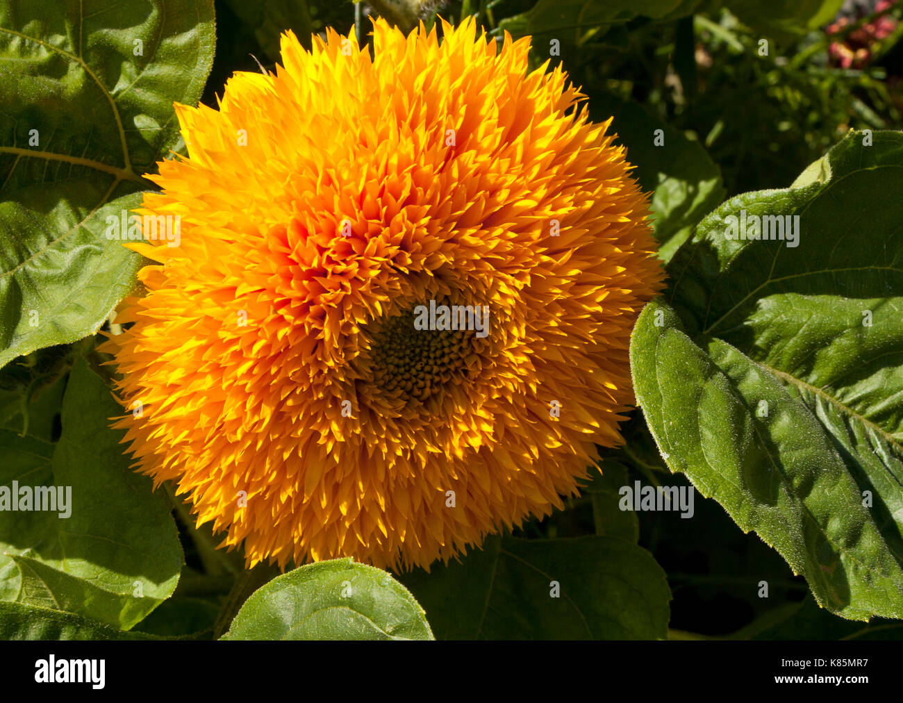 Marigold Flower in a garden in England, UK Stock Photo Alamy