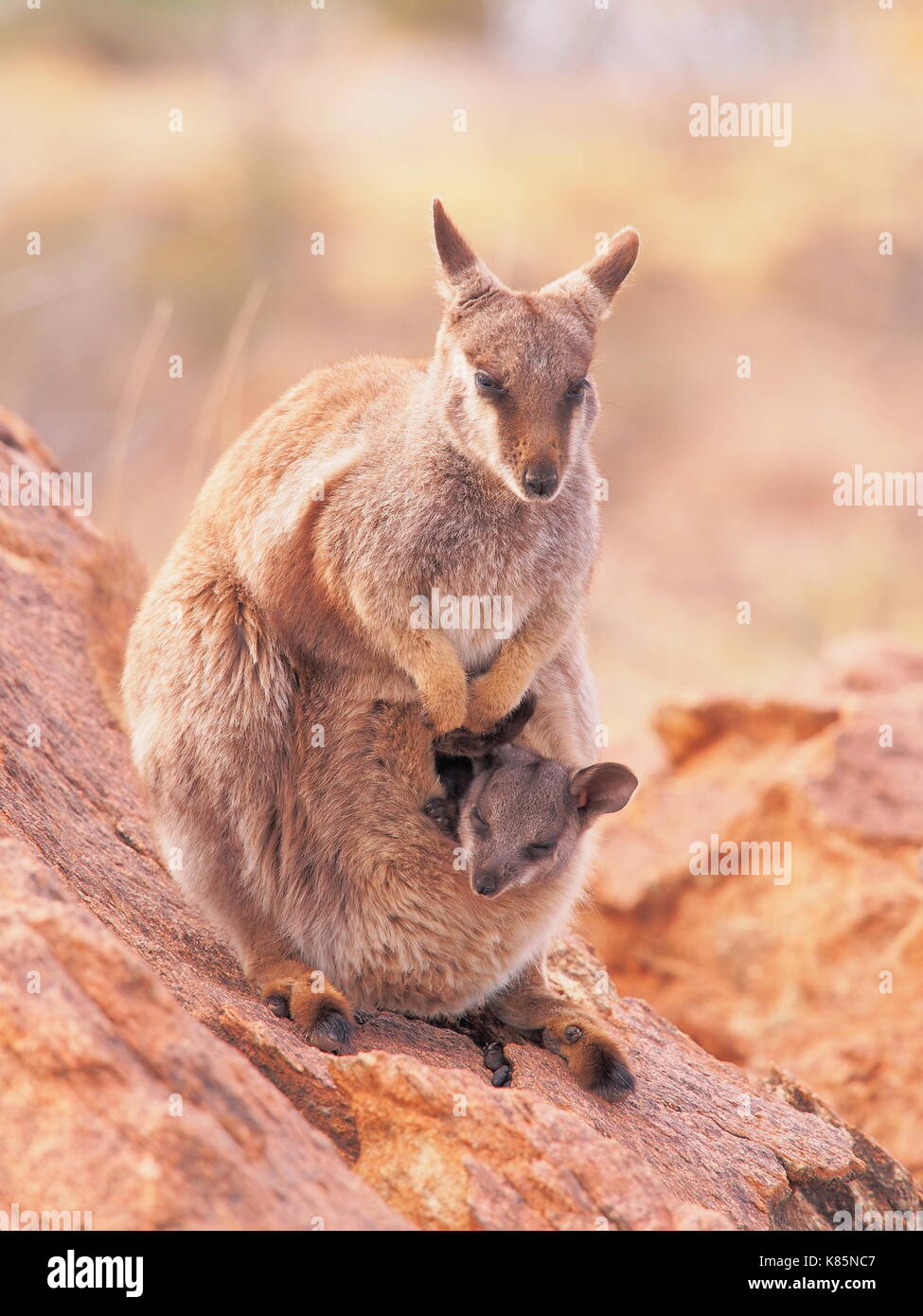 Baby kangaroo climbing into pouch hires stock photography and images