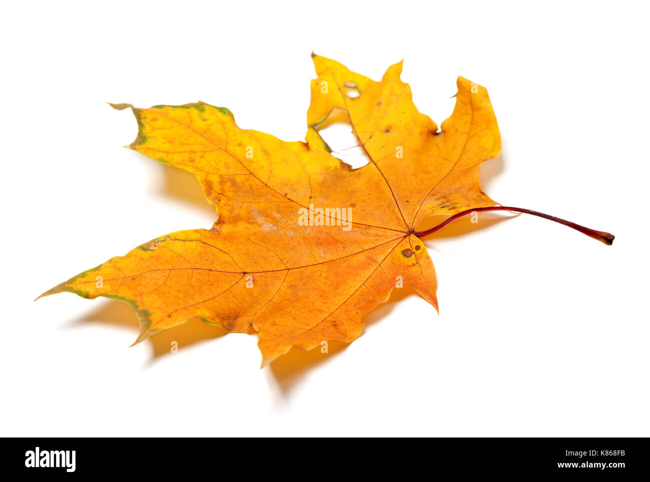 Autumn yellow dry maple leaf with holes. Isolated on white background. Stock Photo