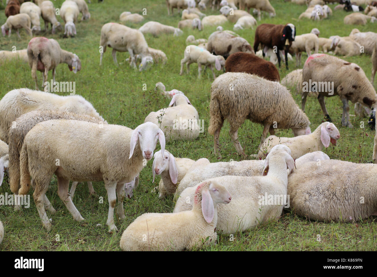 flock with so many white sheep with lambs grazing in the high mountain ...