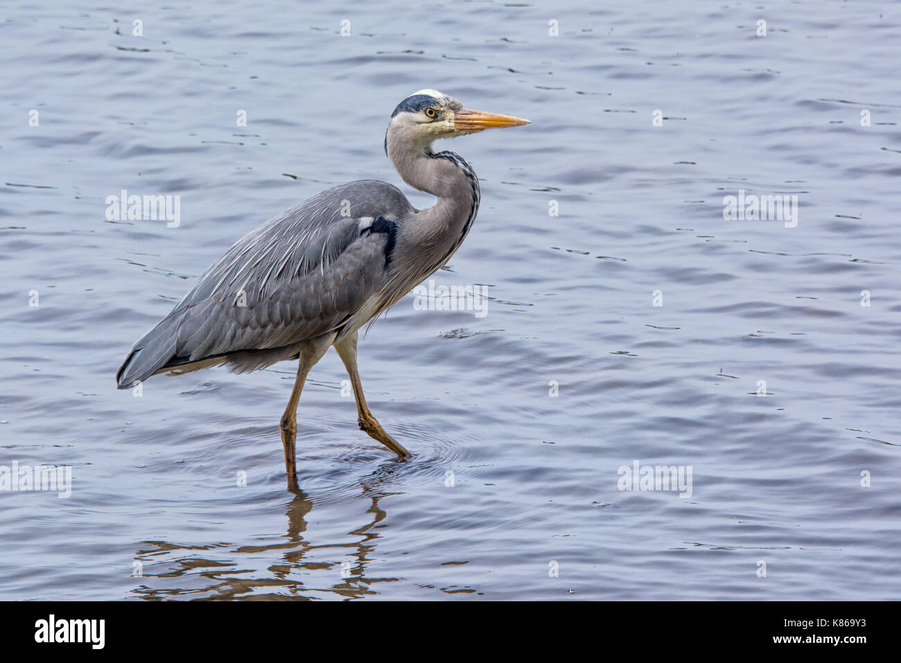 A grey heron standing in water looking alert facing right and trying to