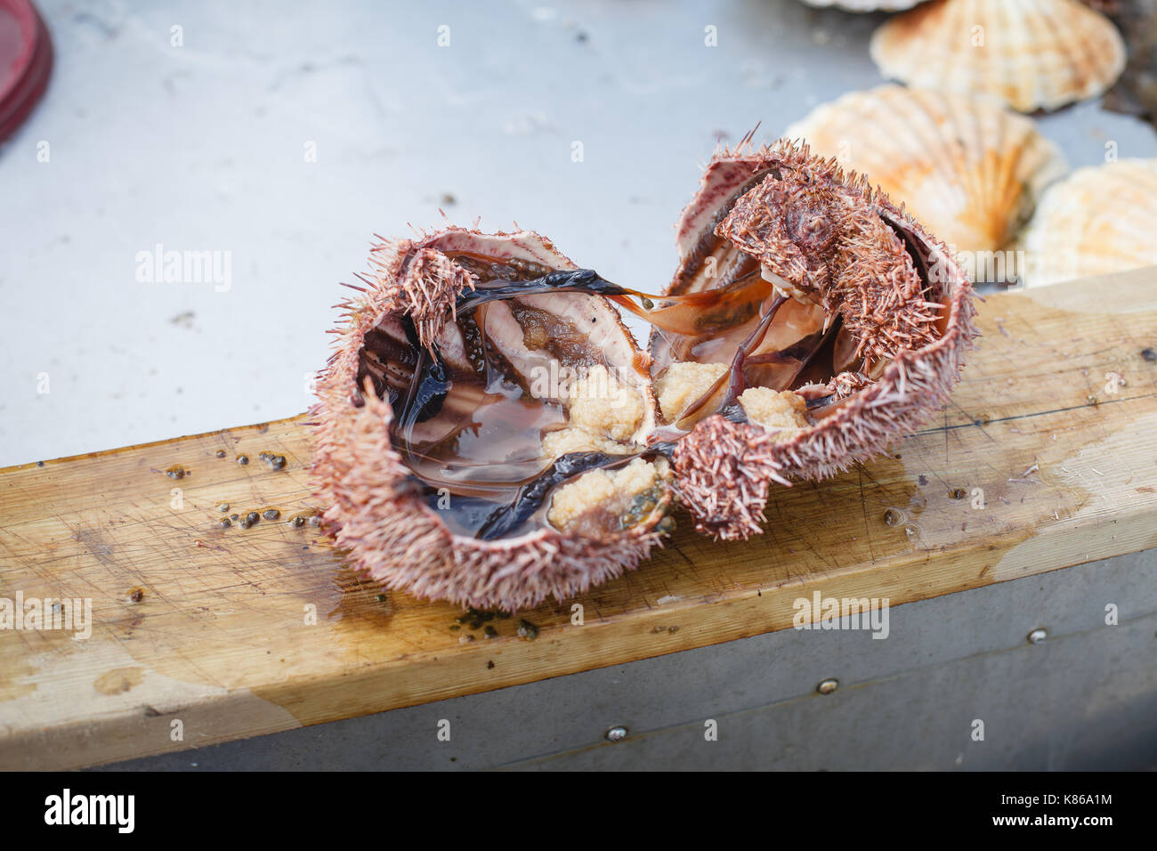 sea urchin cut in half Stock Photo - Alamy