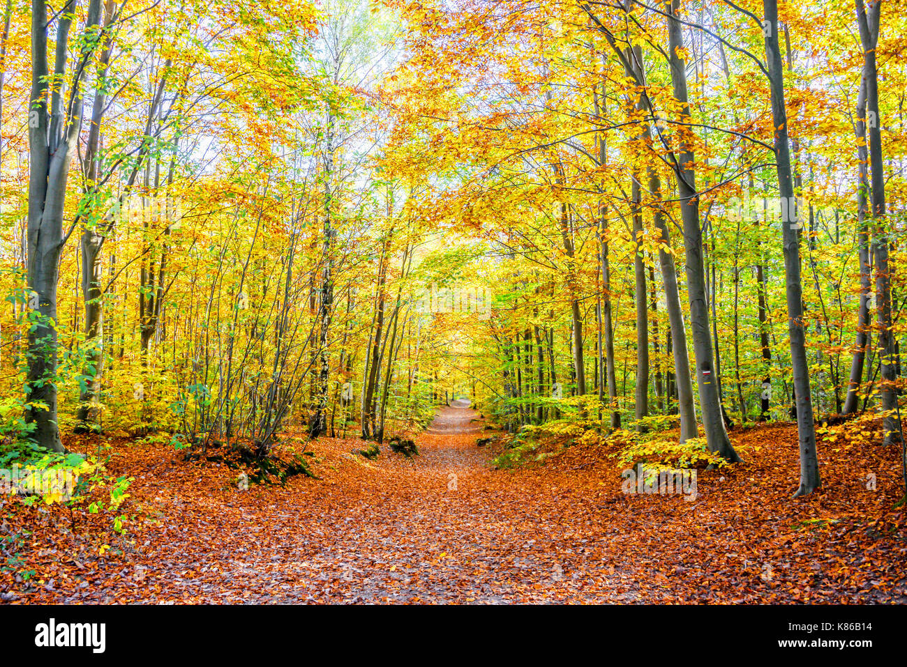 Footpath in a forest in autumn Stock Photo