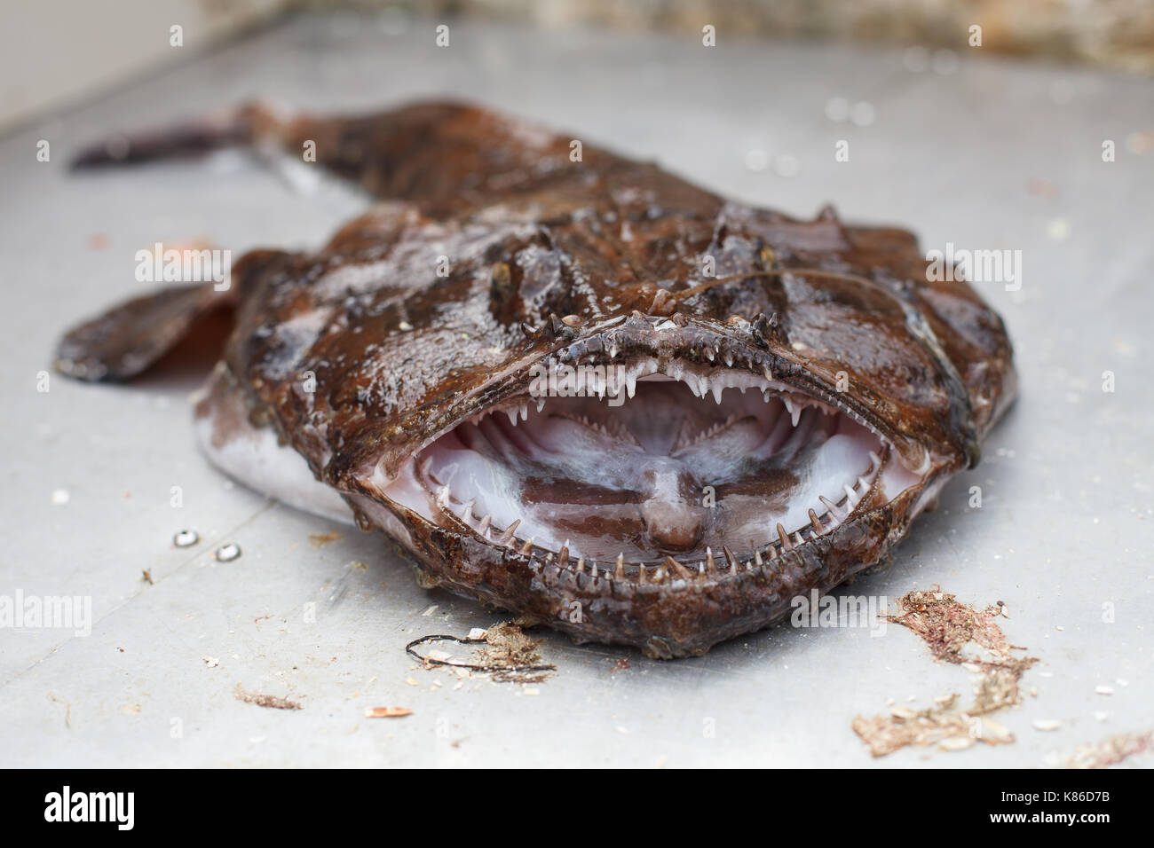 raw angler fish Stock Photo