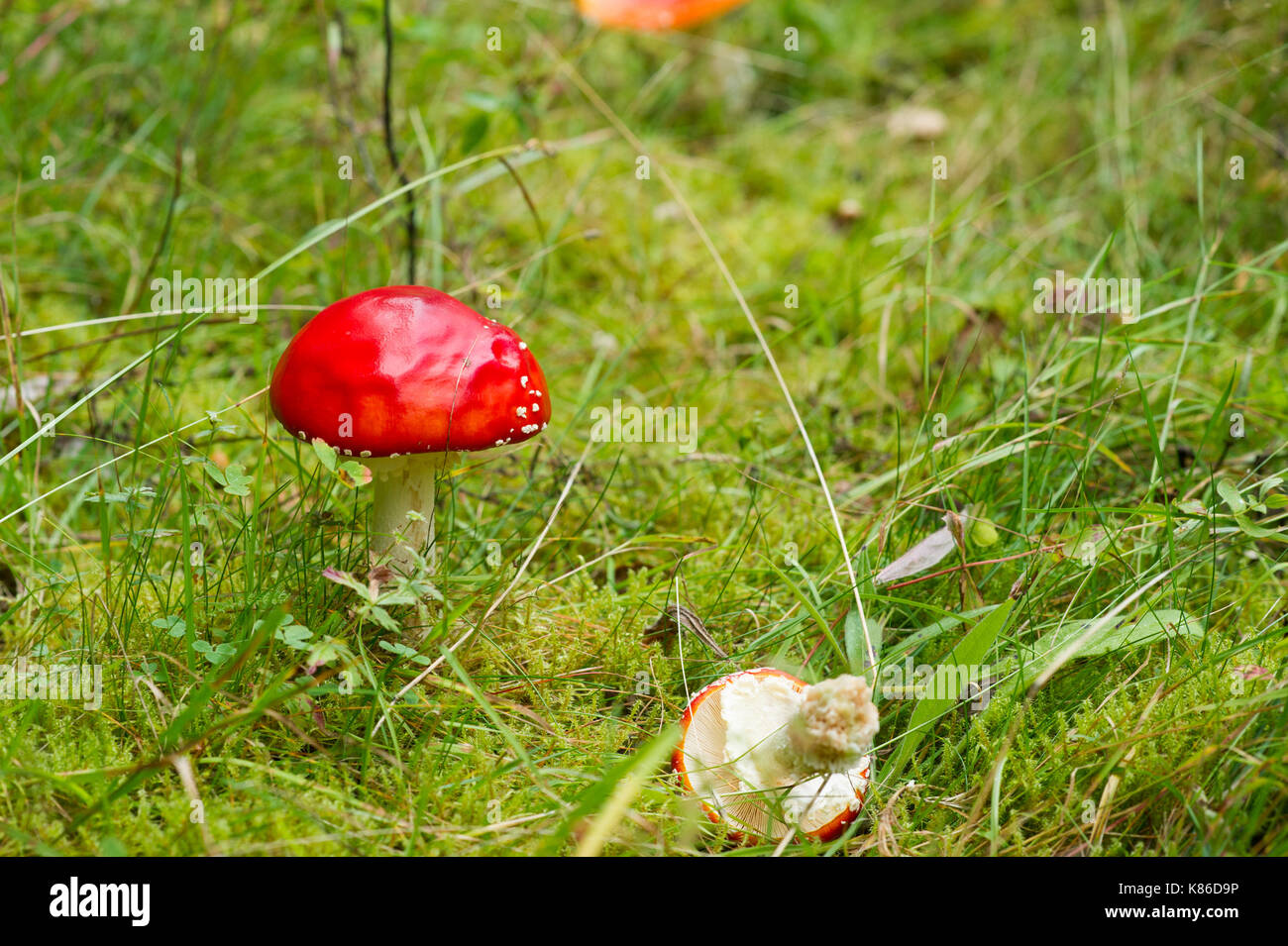 Mushroom in Swedish forest. Stock Photo
