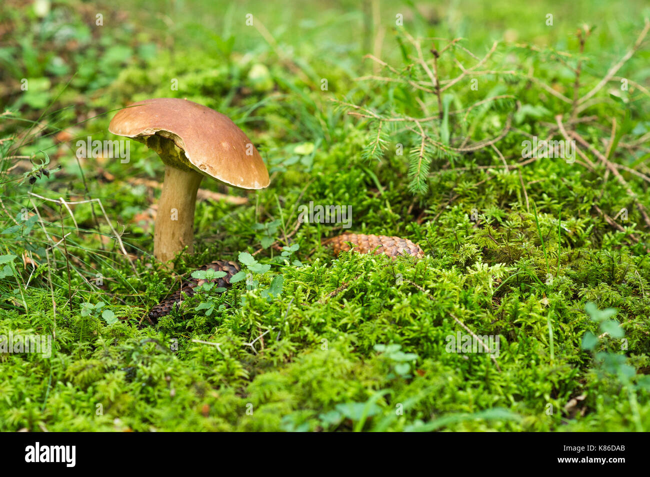 Mushroom in Swedish forest. Stock Photo