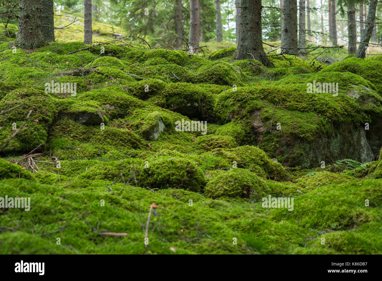 Swedish forest and mossy stones. Stock Photo