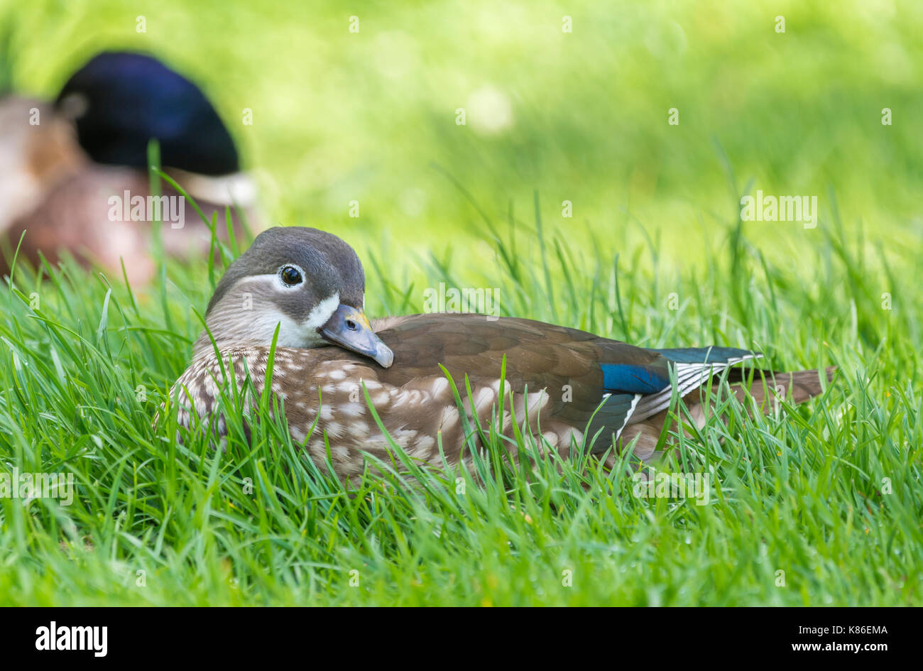 Aix galericulata hen (female Mandarin Duck) laying on grass in early