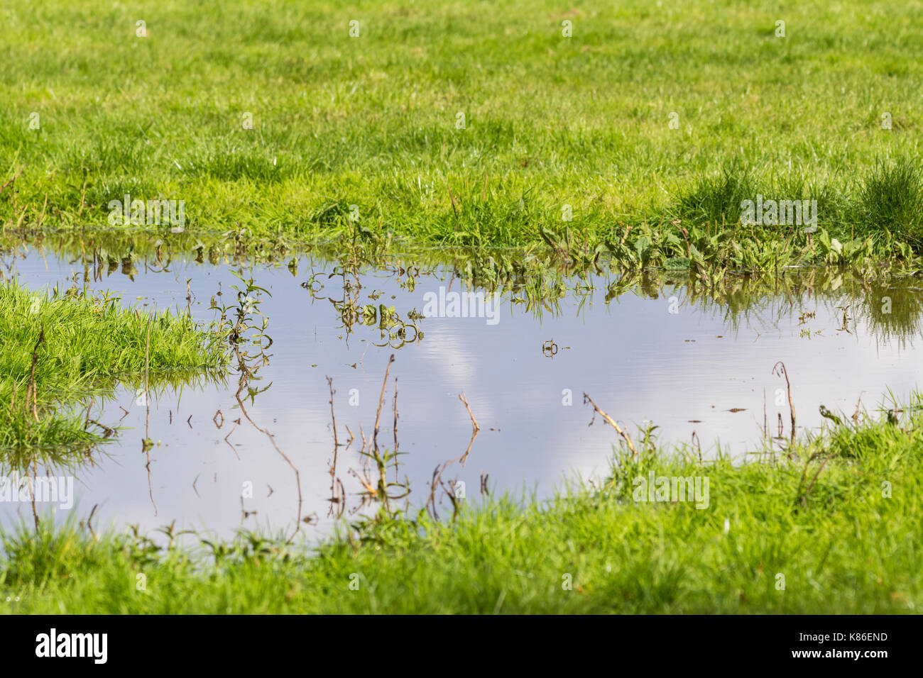 Flood water in a field after heavy rain, with the sky reflection in the flood water. Rain water settled on grass in a field after flooding. Stock Photo