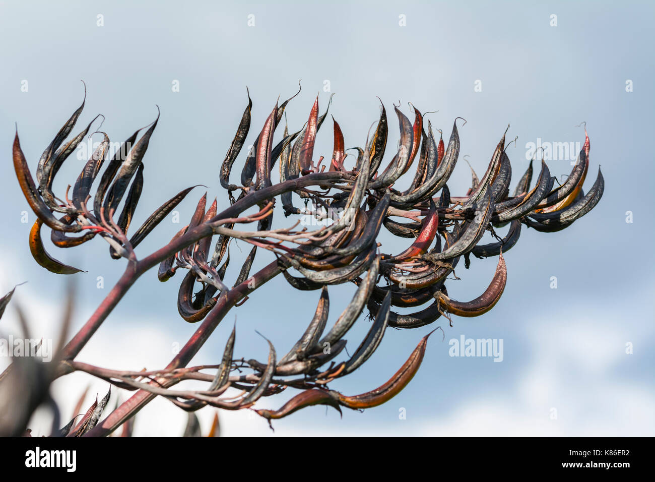 Black and red seed pods hanging from a tree in early Autumn in the UK. Stock Photo