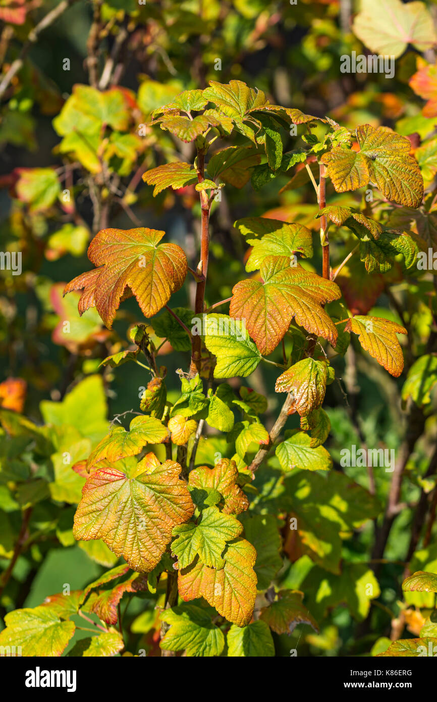 Autumn leaves as they start to die at the start of Autumn. Fall leaves. Start of Autumn concept. End of summer concept. Stock Photo
