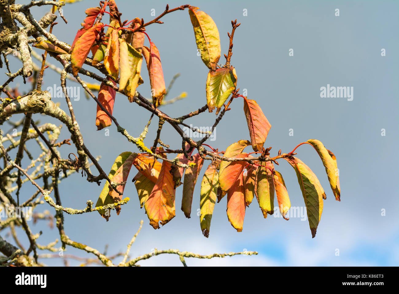 Autumn colours. Fall colors. Colourful leaves on a tree as leaves start to die at the start of Autumn, against grey sky in the UK. Stock Photo