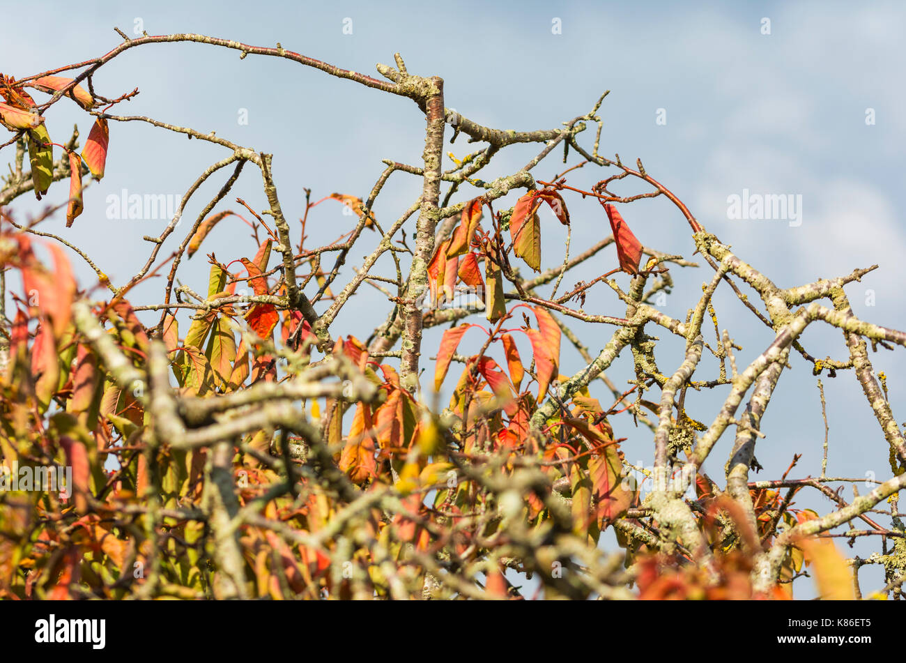 Colourful leaves on a tree as leaves start to die at the start of Autumn, against grey sky in the UK. Stock Photo