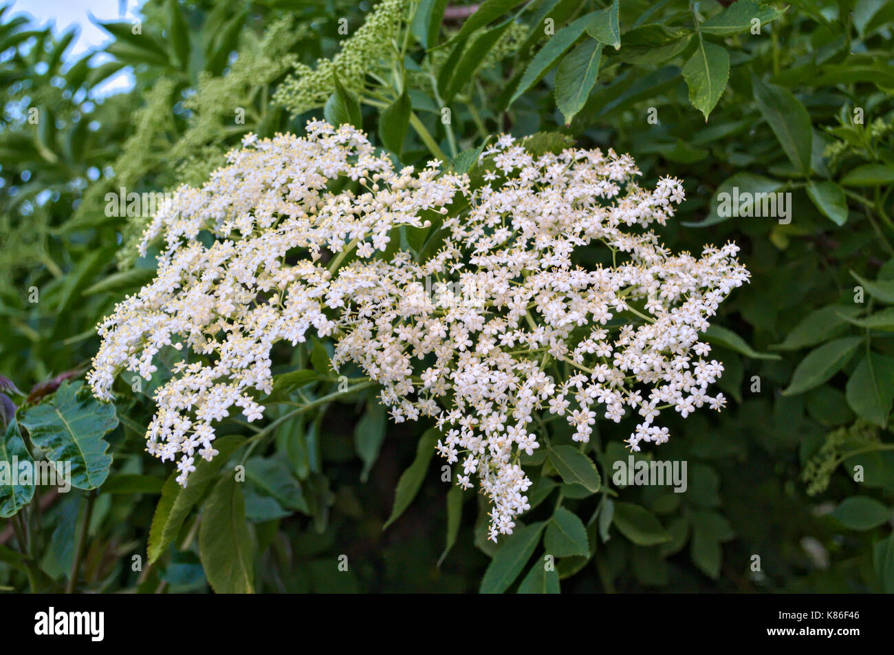 Elder flowers cluster close up Stock Photo