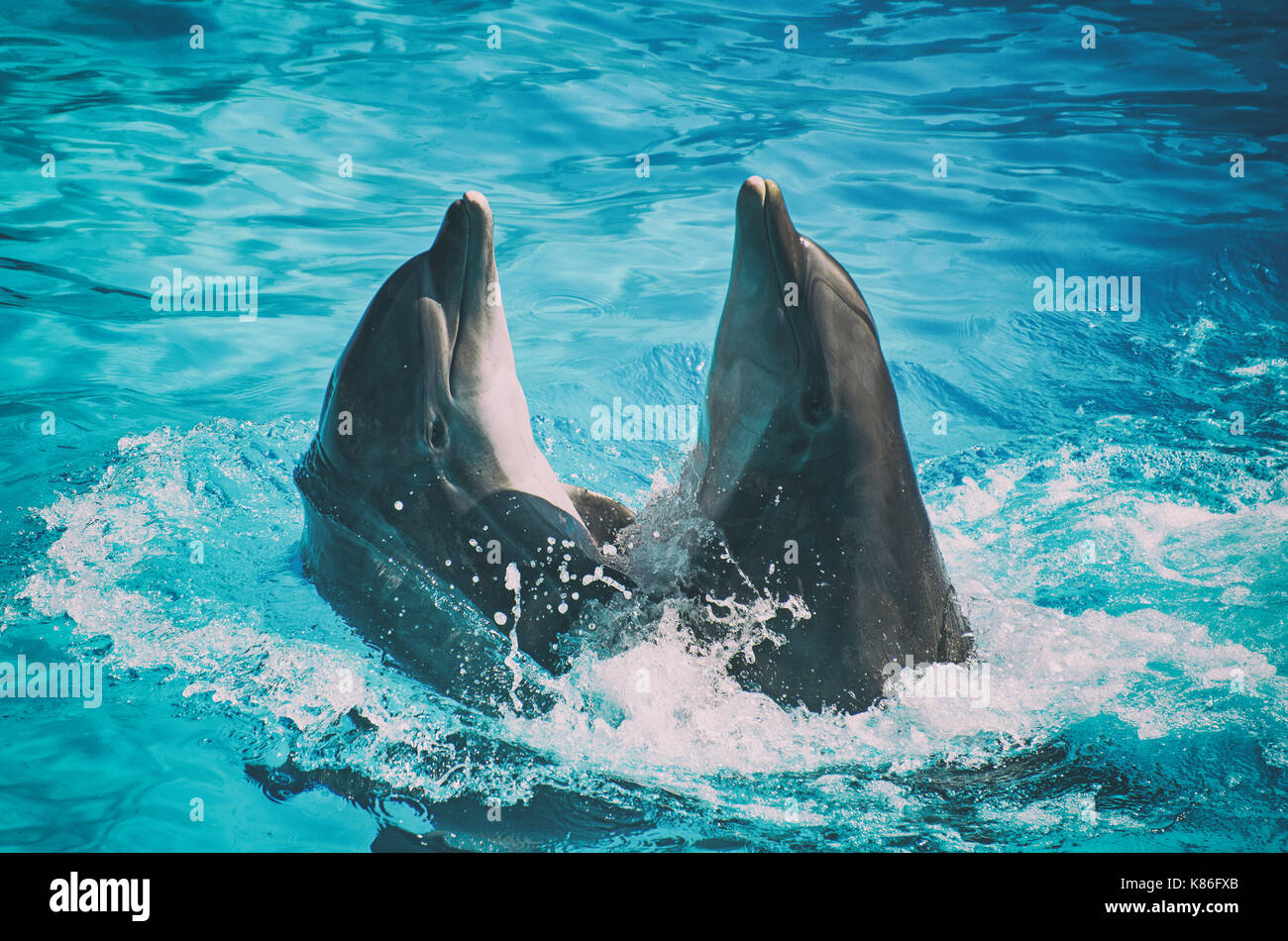 Two dolphins dancing in water. Stock Photo