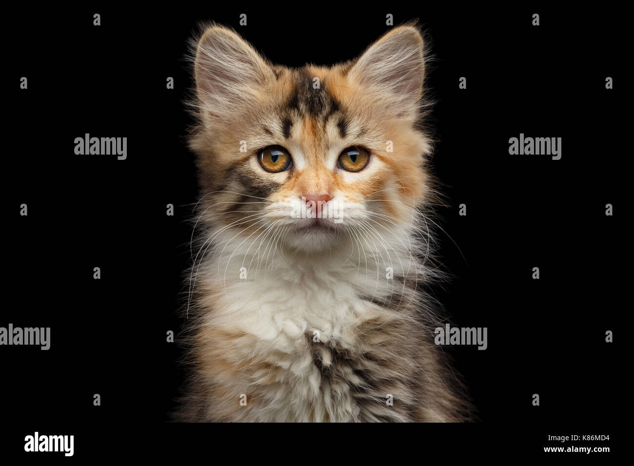 Siberian kitten on isolated black background Stock Photo