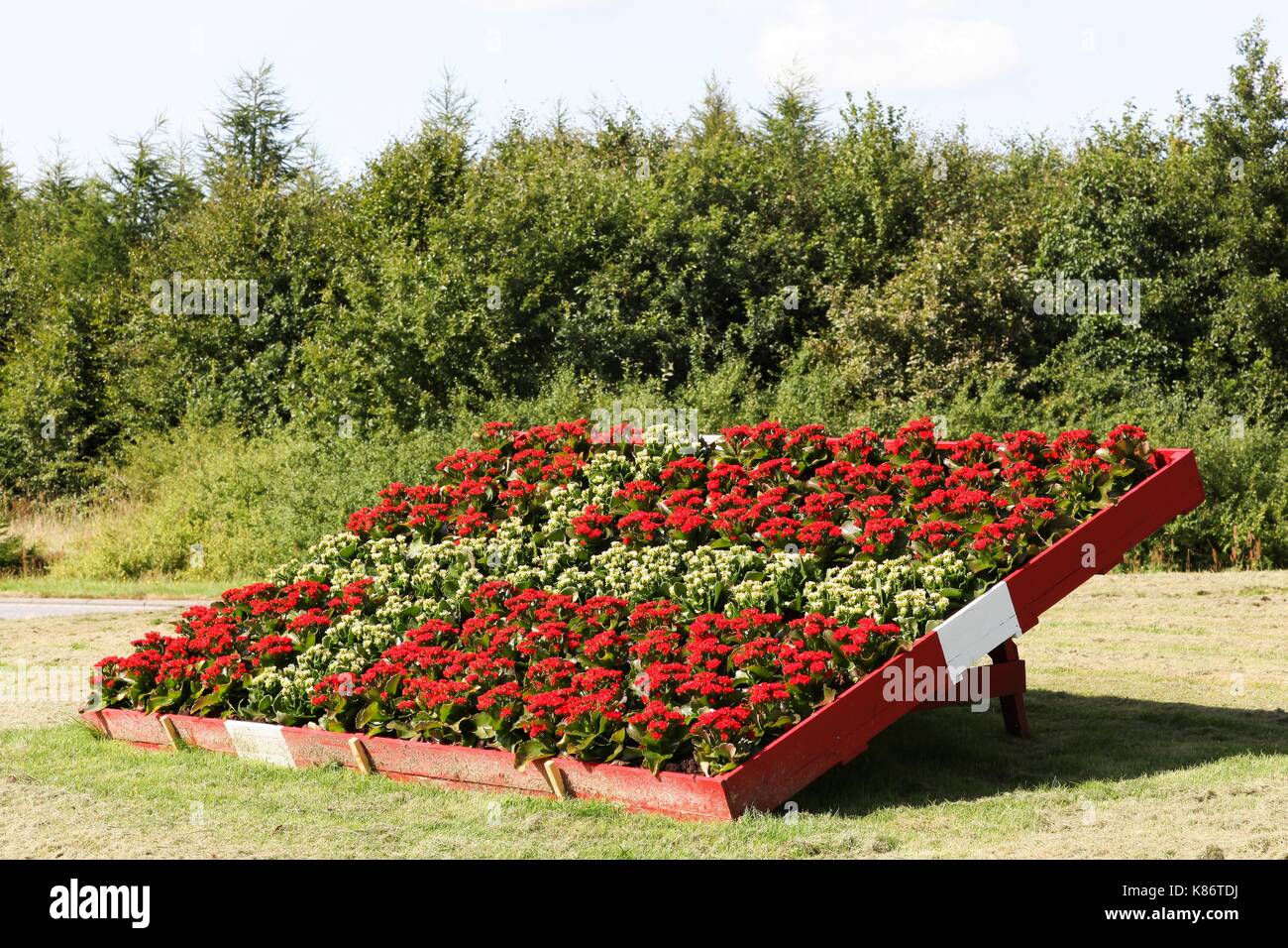 Danish flag with kalanchoe flowers at a traffic circle Stock Photo